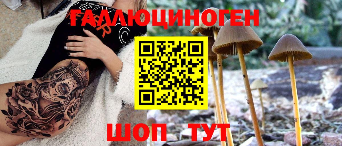 Псилоцибиновые грибы Psilocybe Нарьян-Мар